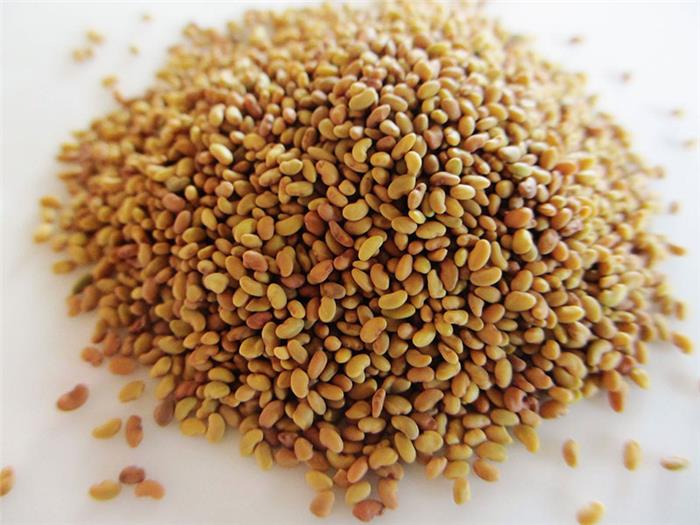 بذر یونجه